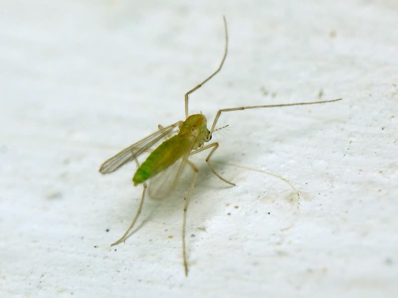 (?) Chironomidae